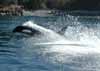 2001 - Orca Jumping